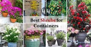 Maybe you would like to learn more about one of these? 44 Best Shrubs For Containers Best Container Gardening Plants Balcony Garden Web