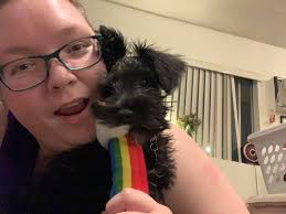 American Miniature Schnauzer Club