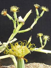 Image result for Senecio milanjianus