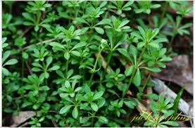 Image result for Galium ossirwaense