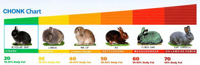 Chonk Chart Rumplyrabbits