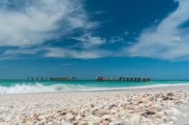 Image result for Faroa pusilla