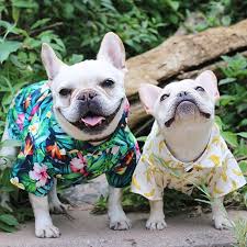 Their hoodies, harnesses, collars and. The Best Harnesses And Clothes That Fit French Bulldogs What The Frenchie French Bulldog Clothes Bulldog French Bulldog