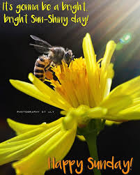 Photography - Happy Sunday to all! Lets spread positivity today.  #photographybyaly #everydayphotography #sunday #bee #macrophotography  #positivity | Facebook