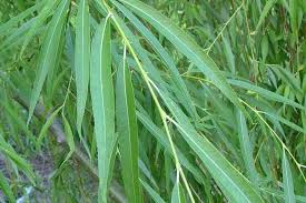 Image result for Salix babylonica
