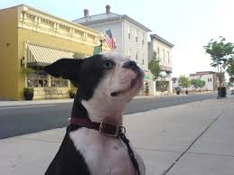 Frankie In Old Towne Manassas 2010 Manassas Boston Terrier Terrier