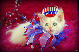 patriotic A-MEOW-CATS - Cute Kittens Photo (41445824) - Fanpop