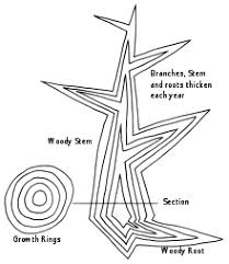 Maybe you would like to learn more about one of these? Wood Wikipedia