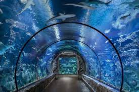 Shark Reef Discount Tickets Las Vegas Attractions Discount Codes Vegas Attractions Las Vegas Attractions Mandalay Bay