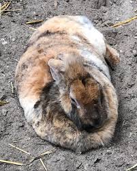 Du willst ein kaninchen oder einen hasen? Kaninchen Haus Kleineichen
