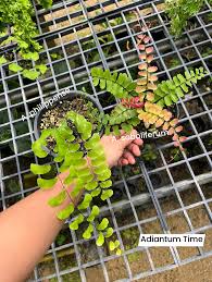Image result for Adiantum soboliferum