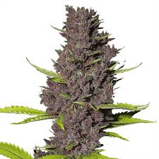 The offspring has a minty fresh odor, lacquered in trichomes, and hits you with a potent body high. Blue Dream Feminized Seeds For Sale Buy Online Ilgm