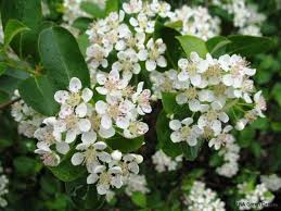 Aronia berry health benefit, this plant is known by the botanical name aronia arbutifolia or melanocarpa may 20 2016 by ray sahelian, m.d. Aronia Melanocarpa Black Chokeberryaronia Melanocarpa Long Island Native Plant Nursery Native Plants And Trees