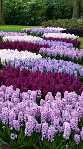 Hintergrunde Pflanzen Blumen Anbauen Schone Blumen