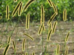 Image result for Setaria pseudaristata