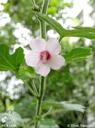 Image result for Urena