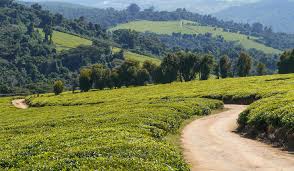 The trade was lost in 1833, and a year later native tea plants were found growing in assam. The Best Locations For Tea Plantations With Africa Travel Resource