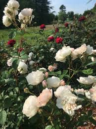 Check spelling or type a new query. David Austin Desdemona Do You Grow