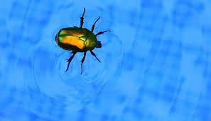 Mosquito larva macro shot in water with head vertebra visible. 4 Types Of Swimming Pool Bugs One Is Dangerous