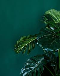 you can never have too much green right photo via anchhez via pinterest green colours myfavou dark green aesthetic green wallpaper green aesthetic