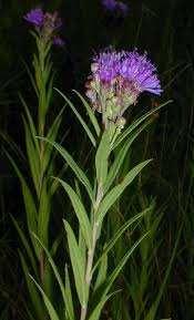 Smooth Ironweed (Vernonia fasciculata)