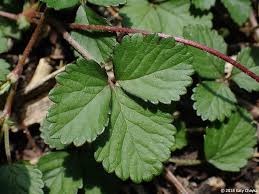 Image result for Duchesnea indica