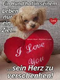 Ein Hund Hat In Seinem Leben Nur Sonias Spruche Bilder Facebook