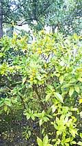 Image result for Gardenia transvenulosa