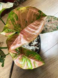 Syngonium Pink Flecked Flecked Plants Plant Leaves