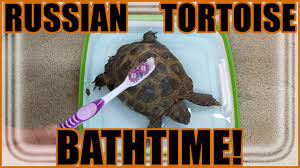 Do Russian Tortoises Make Good Pets Youtube