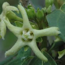 Image result for Marsdenia macrantha