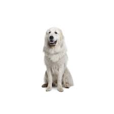 Petland puppies for sale san antonio. Great Pyrenees Puppies Petland Knoxville