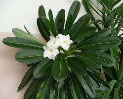 Image result for Pachycarpus eximius