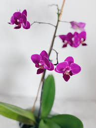 Erkundigen sie sich beim kauf, welchem typ ihre orchidee angehört. Tipps Tricks Fur Wunderschone Und Gesunde Orchideen
