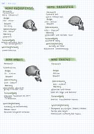 Die Hominiden Biologie Evolution Lernzettel