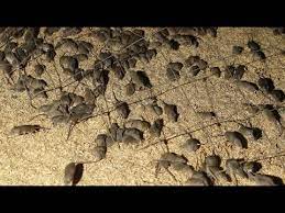 Die regierung lässt nun das stärkste mäusegift zu, dass es auf der welt gibt. Die Schlimmste Mauseplage Seit Jahrzehnten In Australien Youtube