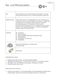 Dann wird in zelle a2 die summe von tabellenblatt 2012 in spalte a gebildet wenn du jetzt den wert in zelle a1 von 2012. Tier Und Pflanzenzellen