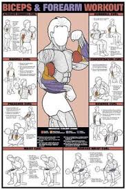 Bicep Foream Workout Chart Fitness Forearm Workout Exercise