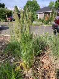 Image result for Koeleria