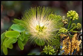 Image result for Albizia isenbergiana