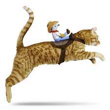 Pin On Cats Can T Be Explained Only Loved