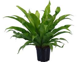 Image result for sleziník Asplenium