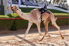 أبي سعد بن حمويه وابن كليب ودرس وأفتى واشتهر. Ø­Ù…Ø¯Ø§Ù† Ø¨Ù† Ù…Ø­Ù…Ø¯ ÙŠØ´Ù‡Ø¯ Ø£Ø´ÙˆØ§Ø· Ù‡Ø¬Ù† Ø§Ù„Ø´ÙŠÙˆØ® Ø¨Ù…ÙŠØ¯Ø§Ù† Ø§Ù„Ù…Ø±Ù…ÙˆÙ… Arn News Centre Trending News Sports News Business News Dubai News Uae News Gulf News Latest News Arab News Sharjah News Gulf