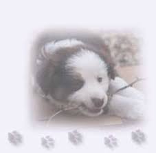 Cavapoo puppies are cute and adorable but there is a dark side to buying a puppy. Aussiedoodles Cavapoo Puppies For Sale Dog Boarding Gainesville Texas
