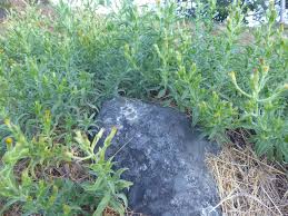 Image result for Mellera nyassana