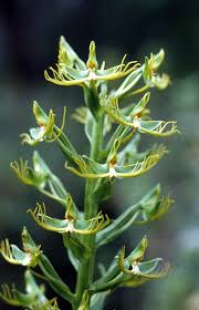 Image result for Habenaria mosambicensis