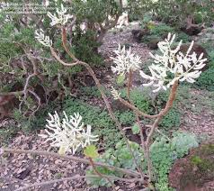 Image result for Tetradenia brevispicata