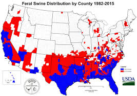 feral hogs are spreading but you can help stop them qdma