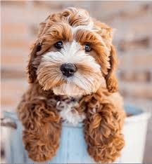We did not find results for: Cockapoo Temperament