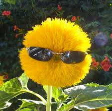 Image result for flower photo